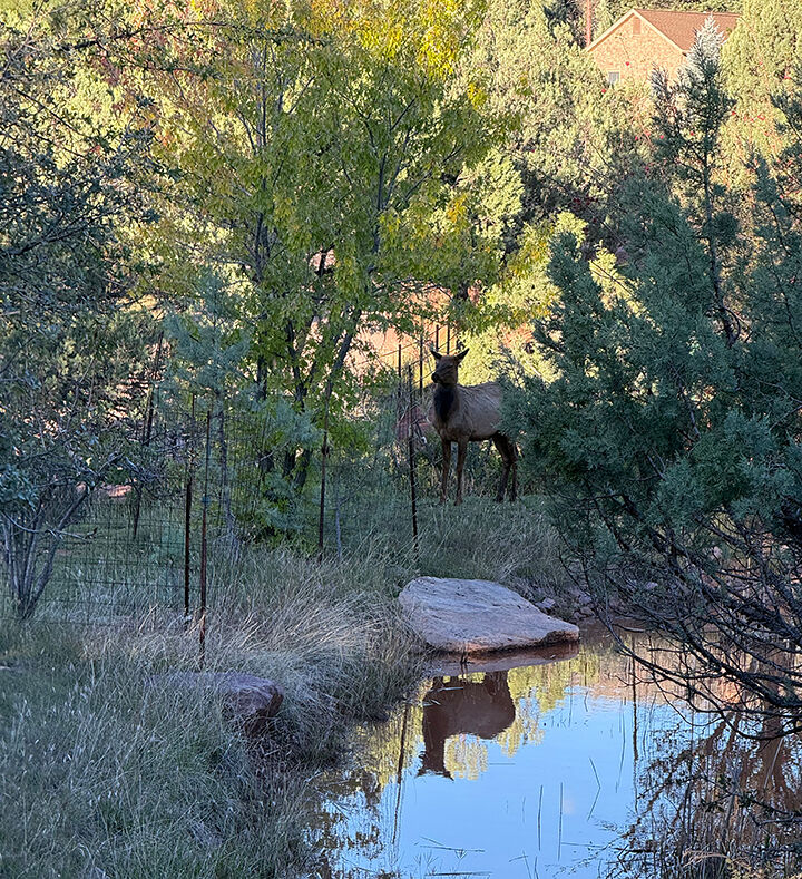 Seasonal wildlife pond on property