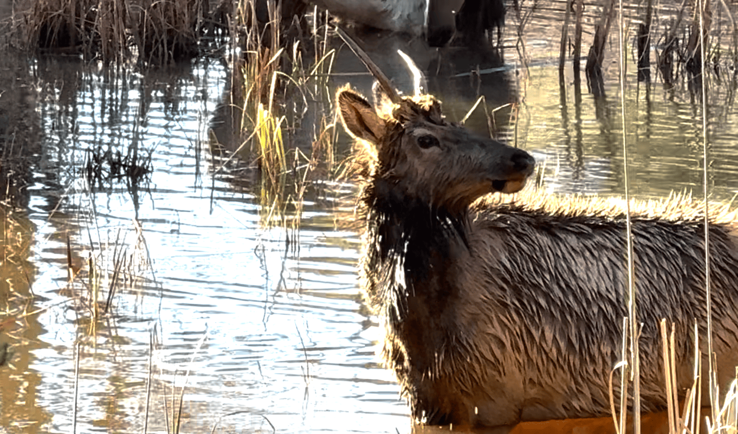 Wildlife Pond