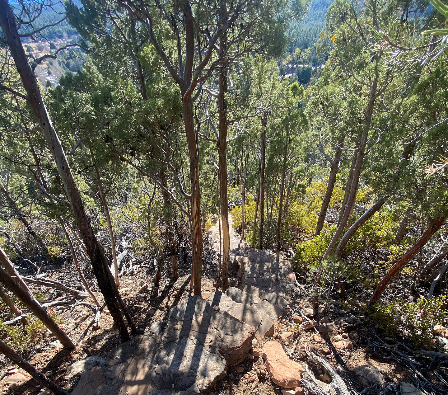 Hiking trail in forest